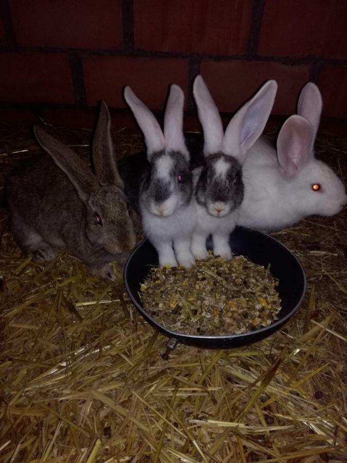 Poezelhoekvallei Appartement Zonnebeke Luaran gambar